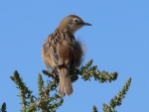 vCisticola.jpg